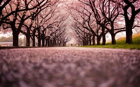 Cherry Blossom Tree Wallpapers - Top Free Cherry Blossom Tree Backgrounds - WallpaperAccess