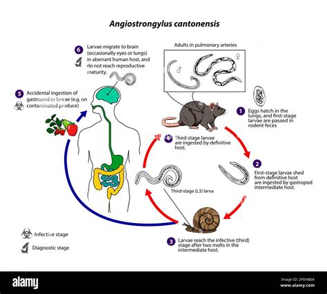 Rat lungworm life cycle, illustration Stock Photo - Alamy