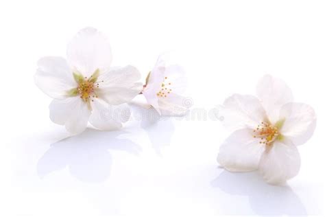 Japanese White Cherry Blossom Isolated Stock Image - Image of japanese, april: 89946229