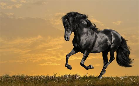 Beautiful Horse Wallpaper (66+ images)