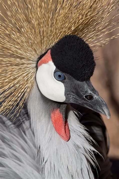 East African Crowned Crane - Denver Zoo