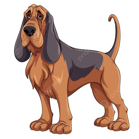 Bloodhound Clipart An Elegant Cartoon Bassett Hound Standing On A White Background Vector ...