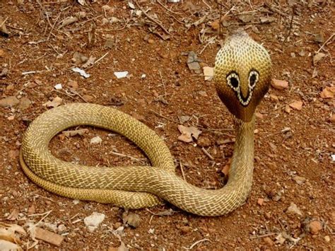 Naja naja; Indian Spectacled Cobra | Indian cobra, Pets, Animals beautiful