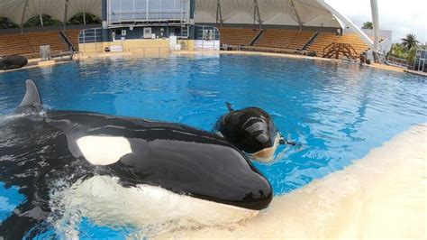 10th anniversary of the rescue of the orca Morgan • Loro Parque