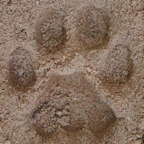 Mountain Lion Tracks – NatureTracking