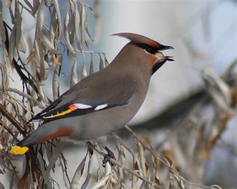 Bohemian Waxwing | YOUNG at heart