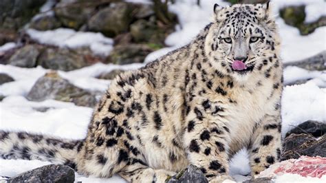 Snow leopards and blue sheep in NW China - CGTN