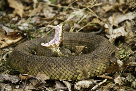 Venomous Snakes to Begin Famous Migration Across Southern Illinois - Newsweek