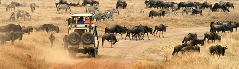 Kenya Wildlife Safari | EF Go Ahead Tours