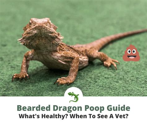 Bearded Dragon Poop: What's Healthy? | ReptileKnowHow