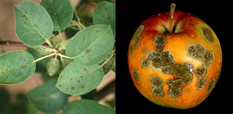 Apple Scab | Plant Disease Diagnostics Clinic