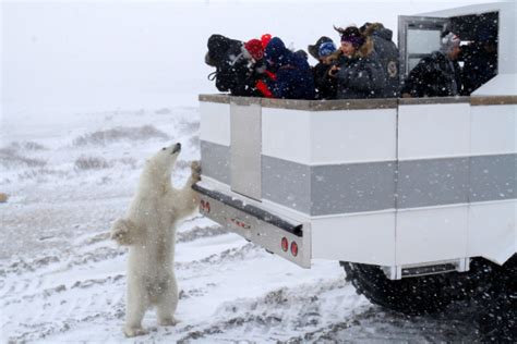 Polar Bears Active Early in Churchill - Churchill Polar Bears