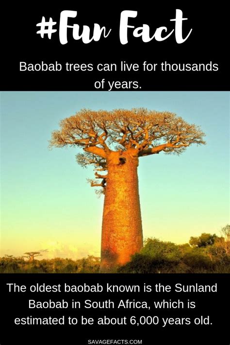 10 Quirky Facts About Baobab Trees | Baobab tree, Baobab, Trees to plant