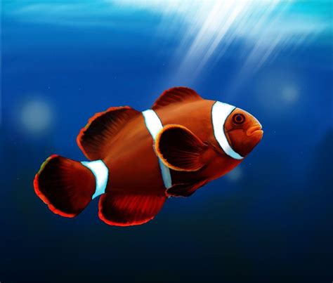 Clownfish Wallpapers - Wallpaper Cave