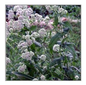 Boneset Seeds – Australian Gardener