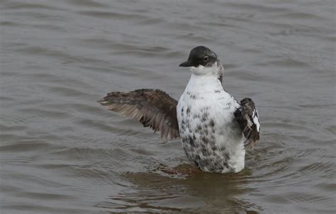 Pigeon Guillemot | Audubon Field Guide