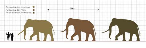 Palaeoloxodon namadicus (biggest elephant the world's ever seen) - Creature submission archive ...