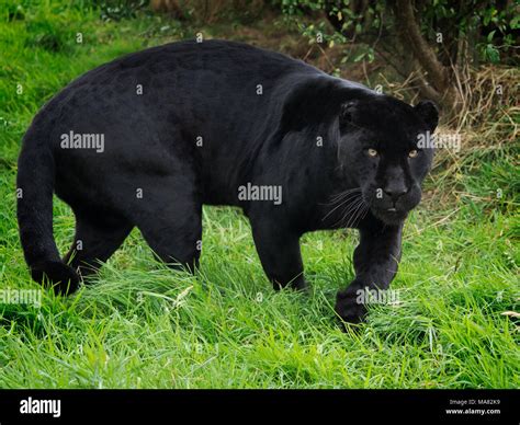 Black Panther Hunting Prey