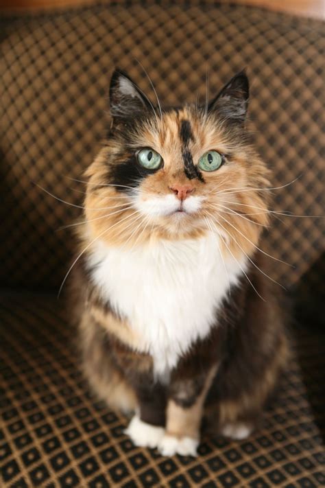 These Calico Cat Personality Traits Will Not Fail to Enchant You | Calico cat personality, Baby ...
