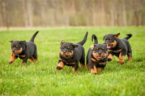 Rottweiler Puppy Price: How Much Does a Rottweiler Dog Cost?