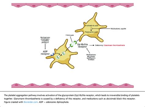 Platelet Aggregation Mechanism of Action | Download Scientific Diagram