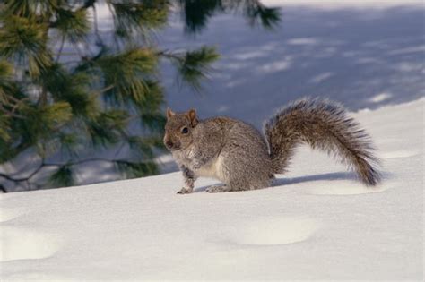 What Kinds of Squirrel Species Are There? | Animals - mom.me