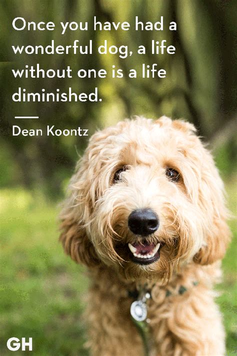 50 Dog Quotes That Every Animal Lover Will Relate To - Best Dog Quotes