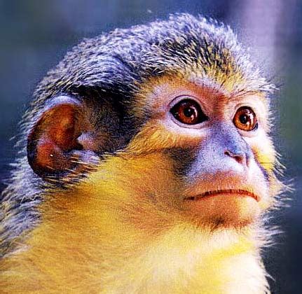 Talapoin - Small, Yellow, Central African Monkey | Animal Pictures and Facts | FactZoo.com