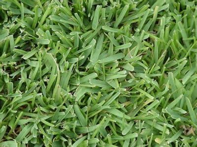 What Is The Best St. Augustine Grass Seed? Reviews & Buyers Guide ...