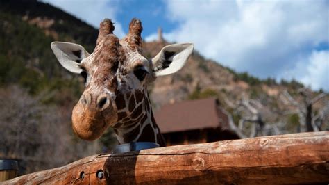 Reticulated giraffe passes away at 20 at Cheyenne Mountain Zoo | 9news.com