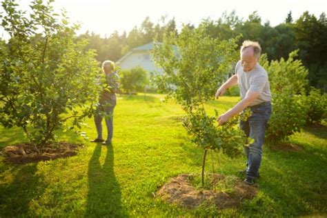 The Complete Apple Tree Care Guide: How to Grow and Care for Apple ...