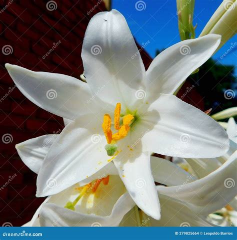 White Plant with Yellow Filaments of Polen Stock Photo - Image of plant, bouquet: 279825664