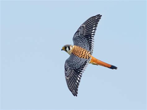 Female American Kestrels (Male vs Female Identification) | Birdfact