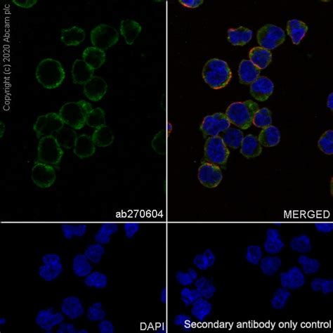 Recombinant Anti-TFEB antibody [EPR22940-151] - BSA and Azide free (ab270614)