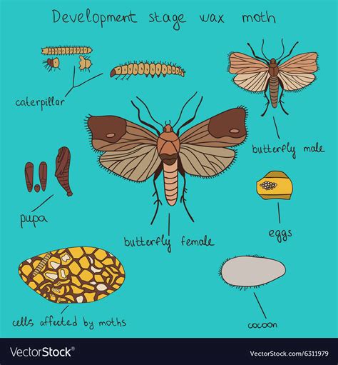 Development stage wax moth color Royalty Free Vector Image