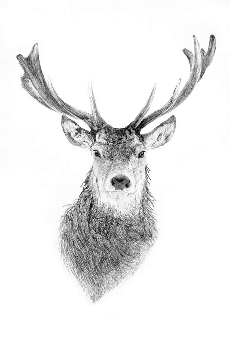 Deer head by TyDoughty on DeviantArt