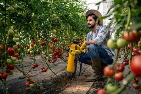 Tips and Tricks for Growing Healthy Greenhouse Tomatoes - Happiness Tomato