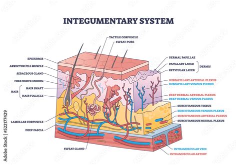 Integumentary system with epidermis surface layer structure outline diagram. Labeled educational ...