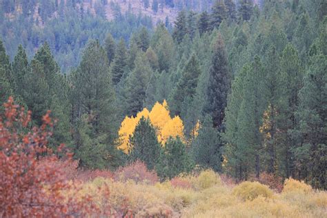 Mountain fall foliage