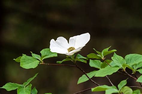 Dogwood Tree Leaves – Identifications, and Common Issues - Plantglossary