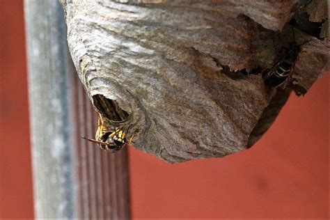 London Wasp Nest Removal DIY Disasters | Empire Pest Control London