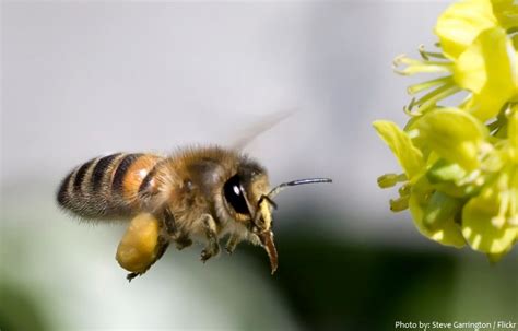 Interesting facts about bees | Just Fun Facts