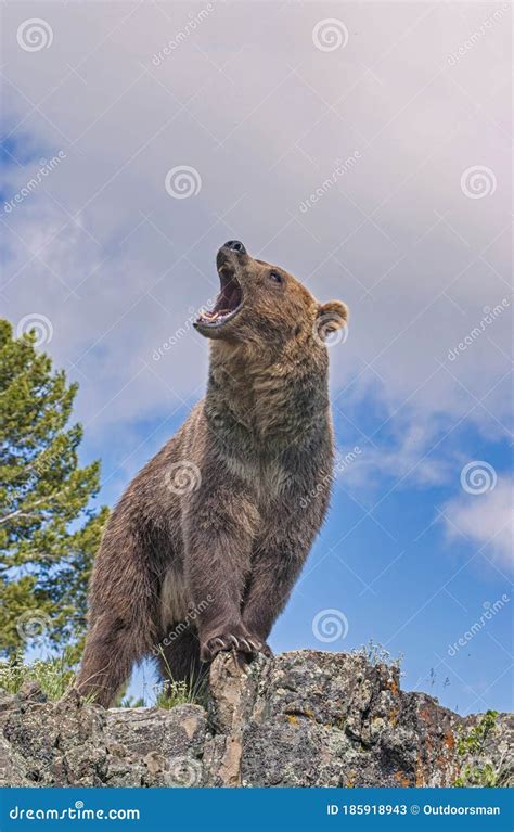 249 Grizzly Bear Roaring Photos - Free & Royalty-Free Stock Photos from ...