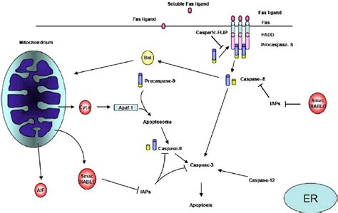 Apoptotic pathways. Two major apoptotic pathways are active in... | Download Scientific Diagram