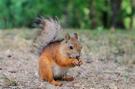 Squirrel pup stock image. Image of peel, crack, ground - 122304845