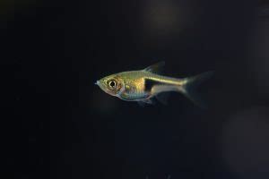 Harlequin Rasbora - The Care, Feeding and Breeding of Harlequin ...