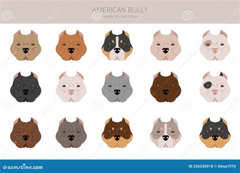 American Bully All Colours Clipart. Different Coat Colors Set Stock ...