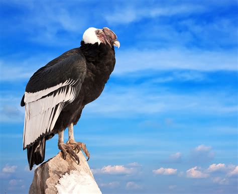 Wildlife in Chile: Where to see a Condor