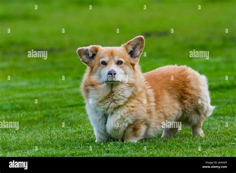 Cattle herding hi-res stock photography and images - Alamy