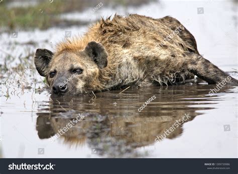 Spotted Hyena Savanna Stock Photo 1309739986 | Shutterstock